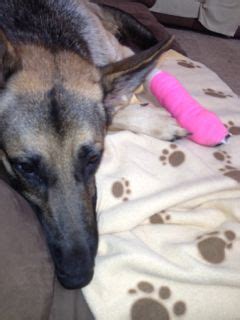 Be sure that paw and hair coat is dry. Common Dog Paw Problems. Tips That Help Heal Dogs' Pads