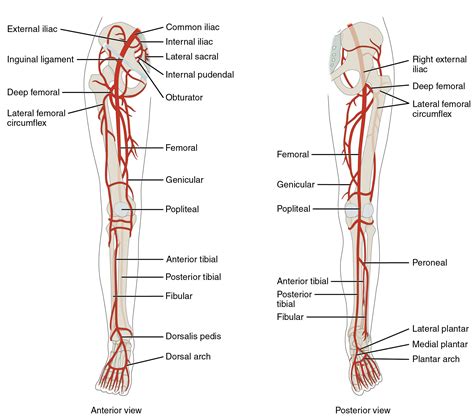 Openstax Anatphys Fig Lower Limb Arteries Anterior Posterior English Labels Anatomytool