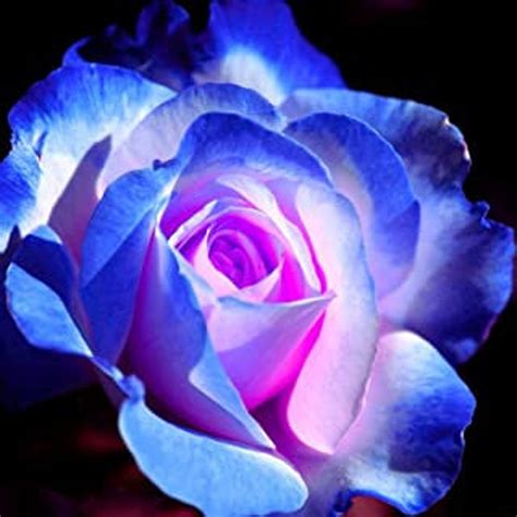 32 Rare Seed Blues Blue Rose Seeds Flower For Planting Bush Etsy