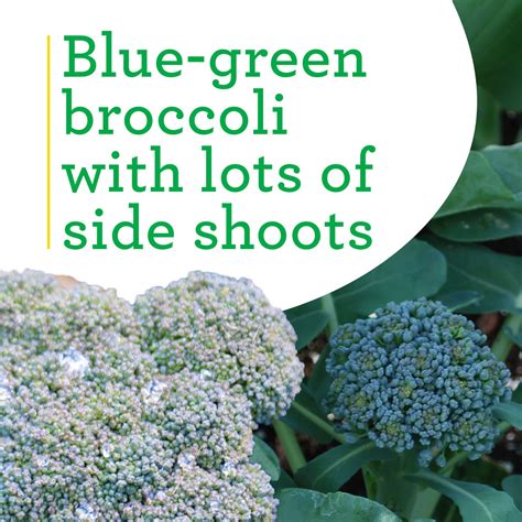 Green Magic Broccoli 2 Pack Bonnie Plants