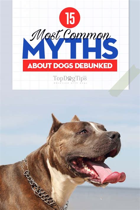 15 Common Dog Myths Debunked And Explanation How They Came To Be