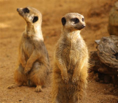 Meerkats Flickr Photo Sharing