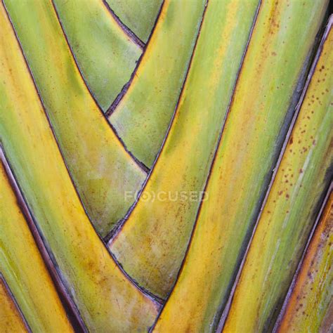 Intersecting Leaf Stems — Palm Tree Colour Image Stock Photo