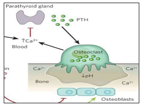 Endocrine system - online presentation