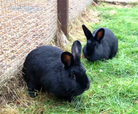 Are Black Rabbits Lucky Too Sacrewell Farm