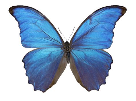 1024 x 1024 jpeg 392 кб. Blue Butterfly Aesthetic Gif - Largest Wallpaper Portal