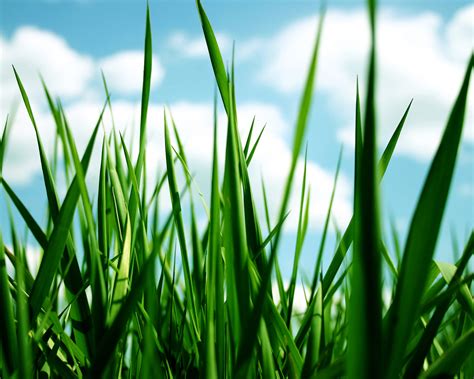 Grass - grass Photo (30825826) - Fanpop
