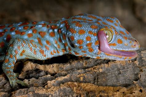 Tokay Gecko Facts And Pictures Reptile Fact