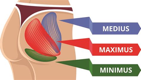 Gluteus Medius The Definitive Guide Biology Dictionary