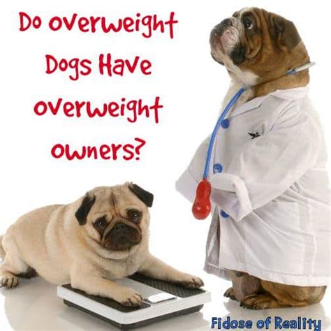 Do Overweight Dogs Have Overweight Owners Fidose Of Reality
