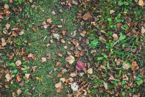Bright Autumn Leaves On The Ground Stock Photo Image Of Background