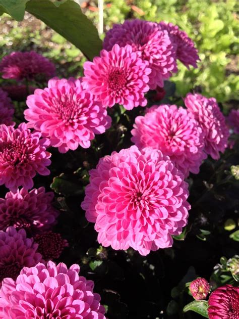 Maybe you would like to learn more about one of these? Mums in October garden | Garden, Flowers, Perennials