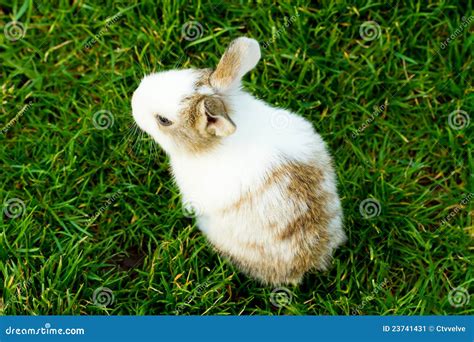 Rabbit Stock Image Image 23741431