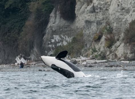 Photos Orcas Humpbacks Come Out To Play In Puget Sound Kpic