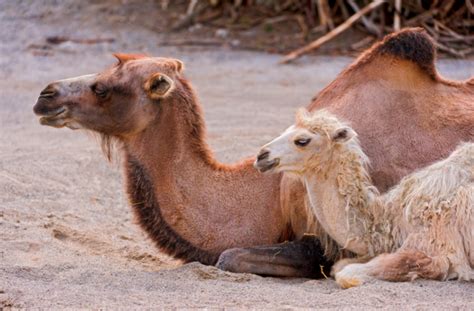 Characteristics of a desert environment. WONDERS OF DESERT