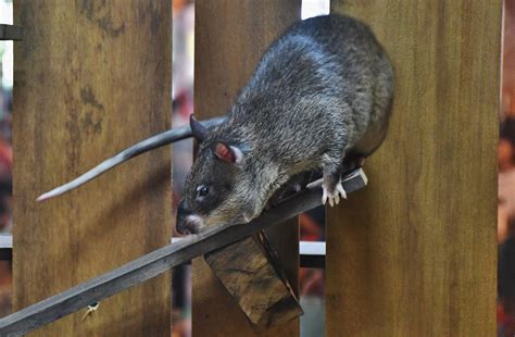 Gambian Pouched Rat (Cricetomys gambianus) - ZooChat