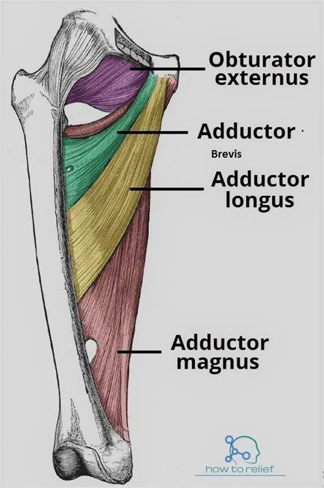 Anatomy Adductor Magnus Muscle
