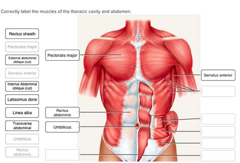We're going to look at some possible causes of chest pains in the followin. Correctly label the muscles of the thoracic cavity | Chegg.com