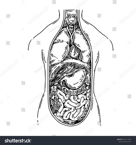 Anatomy Structure Human Body Internal Human Stock Vector Royalty Free