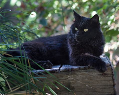 20 Absolutely Adorable And Hilarious Black Cat Names