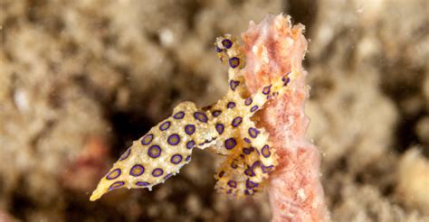 Octopus Habitat Feeding Reproduction And Characteristics
