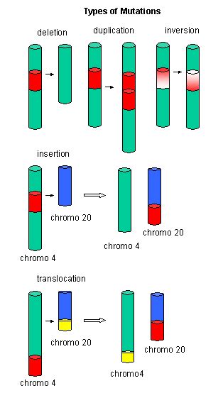 In multicellular organisms that reproduce sexually. ADD YOUR PAGE TITLE