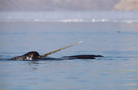 Narwhals Trademark Tusk Acts Like A Sensor Scientist Says