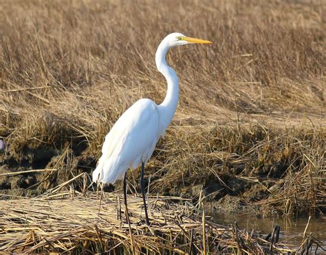 Nature On The Edge Of New York City Big White Birds Return To Ny Harbor