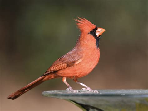 Northern Cardinal Feederwatch