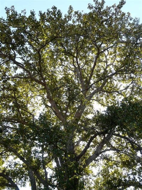 Populus Trichocarpa Black Cottonwood