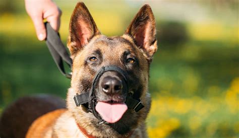 Best Dog Muzzles Reviewed for 2020 - Petz