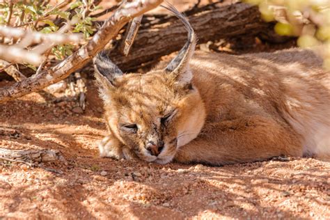 Caracals As Pets Where Theyre Legal And How To Care For Them