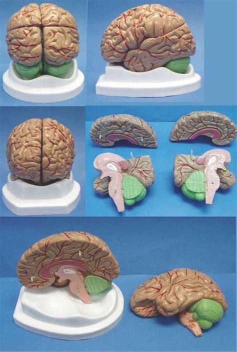 Brain Anatomy Organ Anatomical Model Medical Human Specimens Free