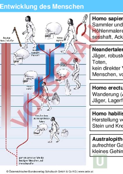 Er befürchtete eine inflationistische entwicklung. Arbeitsblatt: Die Entwicklung des Menschen - Biologie ...