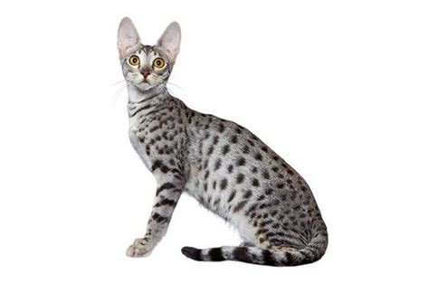 Ancient Egyptian Tall Skinny Cat Breeds Pets Lovers