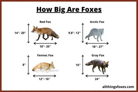 How Big Is A Fox Fox Size All Things Foxes