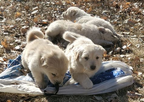 Great Pyrenees Puppies For Sale | Calhan, CO #320371