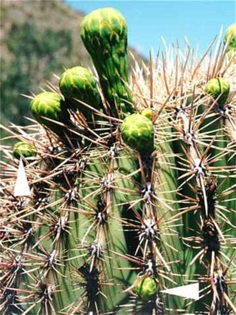 A cactus (plural cacti, cactuses, or cactus) is any member of the flowering plant family cactaceae, native to north and south america and typically characterized by leaves that are reduced in size or ephemeral, enlarged plant stems, and spines that grow from areoles, a structure unique to cacti. Saguaro cactus