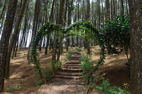 Hutan Pinus Pengger Tempat Wisata Di Jogja Wisata Terbaik Di Indonesia