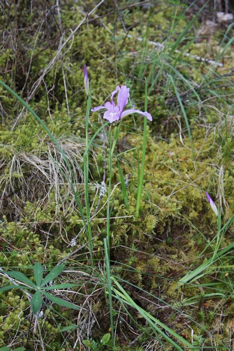 Dietes plant or wild iris sometimes called the fairy iris or butterfly grass is a fantastic plant for homeowners and gardening enthusiasts will appreciate how the dietes plant can fit in with almost any. Wild iris, Lacamas Park Camas, WA. | Plants, Wild iris ...