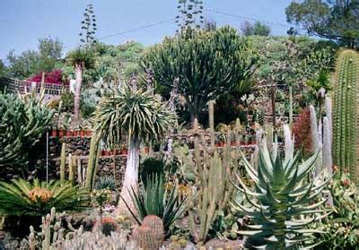 Great savings free delivery / collection on many items. Palmex Cactus