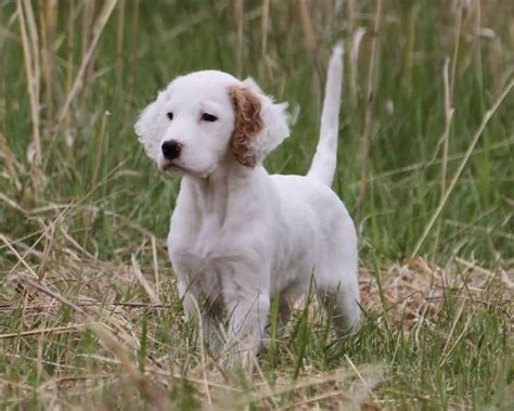 English setter puppies $600 registered. Cute White English Setter Puppy In Meadow | English setter ...