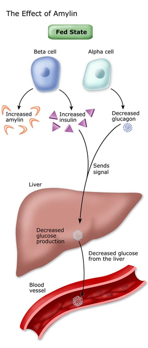Two of glucagon's many pharmacological properties are utilised clinically for the diagnosis and treatment of hypoglycaemia. Blood Sugar & Other Hormones :: Diabetes Education Online