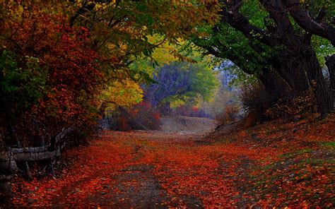 Nature Landscape Colorful Path Trees Fence Leaves Fall Tunnel Shrubs 1600x1000