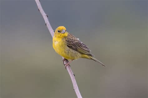 Stripe Tailed Yellow Finch Sicalis Citrina Altiplano Les Flickr
