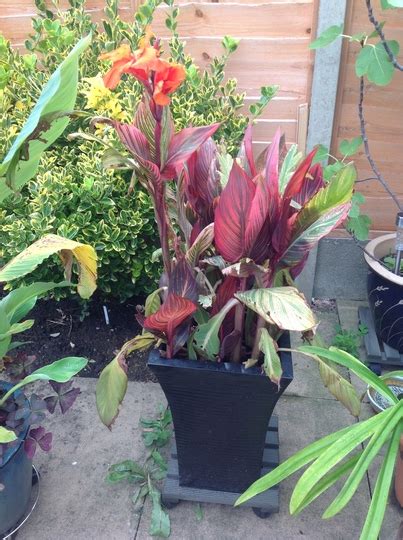 The tunnel became so bone dry that even the weeds shrivelled. I have had a banana plant and a canna in pots on the patio ...