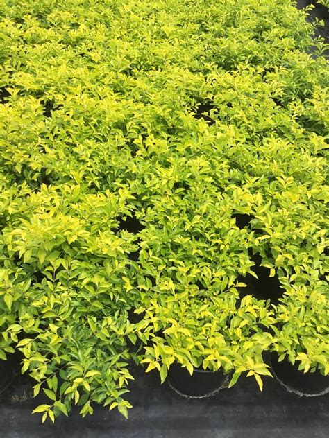 Common names include golden dewdrop, pigeon berry, and skyflower. Duranta erecta 'Gold Mound', Golden Dewdrop, Duranta ...