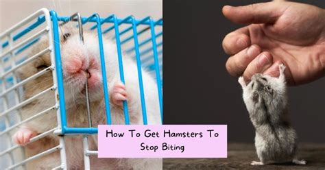 8 Great Tips On How To Get Hamsters To Stop Biting