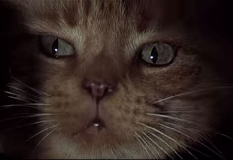 The Cuddlywumps Cat Chronicles Cat Classics On Film Alien 1979