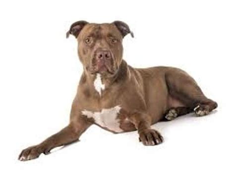 Red Nose Pitbull Pros Cons And Promising Faq Pet Care Stores
